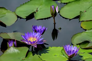 Engelbrecht: Blue tropical water lily