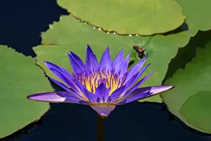 Engelbrecht: Blue tropical water lily