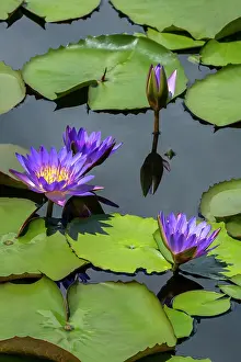 Engelbrecht: Blue tropical water lily