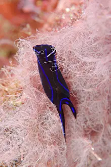 Slugs: Blue Velvet Headshield Slug