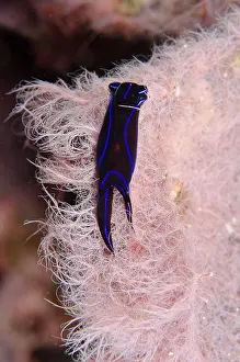 Slugs: Blue Velvet Headshield Slug