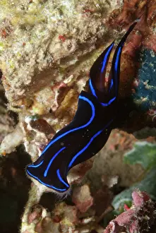 Chelidonura: Blue Velvet Headshield Slug