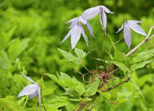 Bower: Blue Virgin's Bower / Blue Clematis