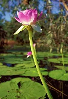 Kimberley: Blue water lily (Nymphaea violacea). North Kimberley