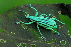 Weevils: Blue Weevil, beetle, Las Tangaras Bird Reserve