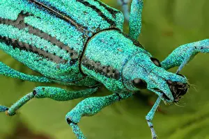 Weevils: Blue Weevil, beetle, Las Tangaras Bird Reserve
