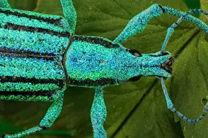 Weevils: Blue Weevil, beetle, Las Tangaras Bird Reserve