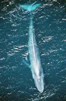 Size: Blue WHALE