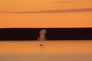 Blowing: Blue Whale - adult whale blowing at the surface