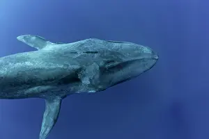 Musculus: Blue whale Balaenoptera musculus brevicauda is the