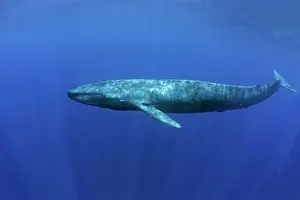 Musculus: Blue whale Balaenoptera musculus brevicauda is the