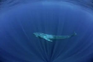 Musculus: Blue whale Balaenoptera musculus brevicauda is the