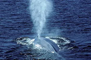 Spouting: Blue Whale - Blowing