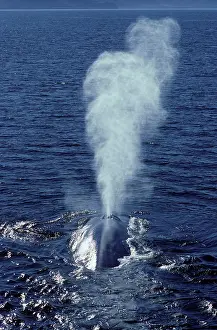 Spouting: Blue whale - blowing