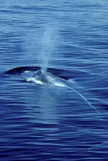 Spouting: BLUE WHALE - BLOWING