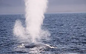Blowing: BLUE WHALE - Blowing