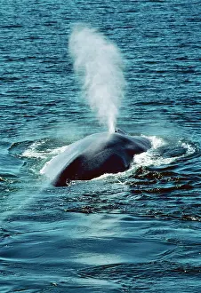 Spouting: Blue WHALE - blowing at surface