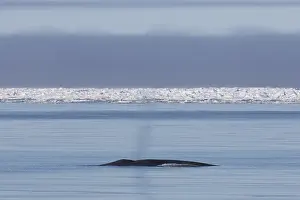 Musculus: Blue Whale - blowing at the surfacel - Svalbard, Norway