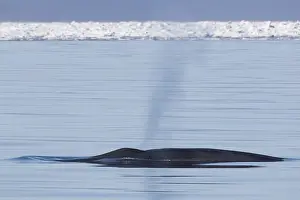 Blowing: Blue Whale - blowing at the surfacel - Svalbard, Norway