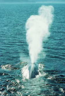 Spouting: BLUE WHALE - blowing water