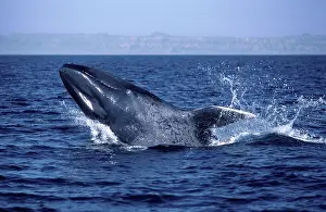 Splashing: Blue WHALE - calf breaching