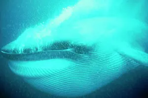 Size: Blue WHALE - close-up of gulp feeding, pleats full
