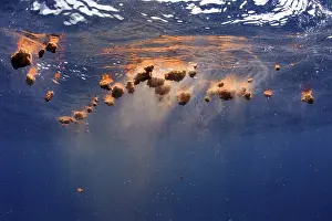 Excretion: This is blue whale feces, discharged by a whale