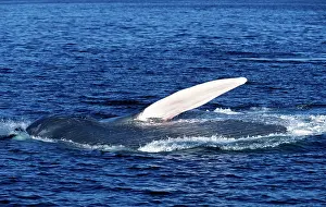 Pectoral: Blue whale - Feeding: the whale is on its side