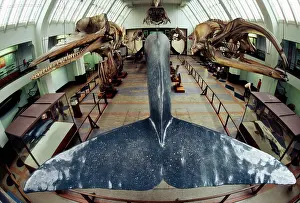 Blue WHALE - model in the Hall of Whales