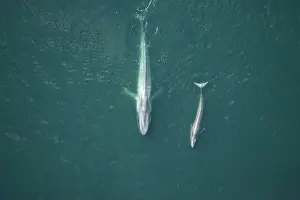 Musculus: Blue Whale, mother and calf near surface