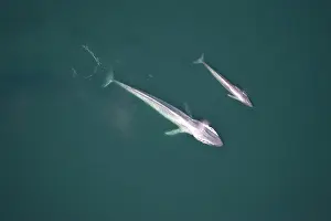 Musculus: Blue Whale, mother and calf near surface