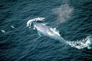 Breathing: Blue Whale - & Risso's Dolphin - Mexico