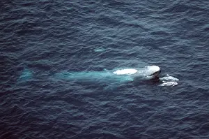 Size: Blue Whale - with two Risso's dolphins