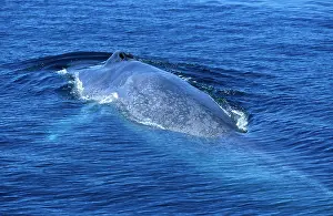 Mexcio: BLUE WHALE - BACK SHOWING