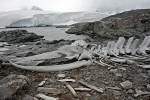Lockroy: Blue Whale Skeleton - next to the British base