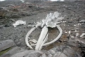 Musculus: Blue Whale Skeleton - next to the British base