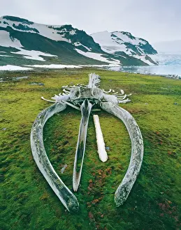 Team: Blue WHALE Skeleton - Reconstucted by J.Y.Cousteau