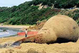 Jean-marc La Roque: Blue Whale - stranded on beach