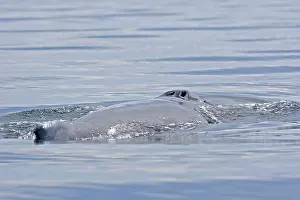 Musculus: Blue Whale - surfacing