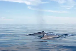 Musculus: Blue Whale - surfacing