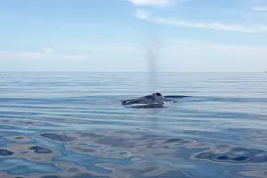 Musculus: Blue Whale - surfacing