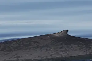 Musculus: Blue Whale - swimming at the surfacel - Svalbard, Norway