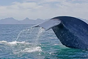 Musculus: Blue Whale - tail