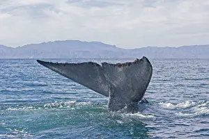 Musculus: Blue Whale - tail