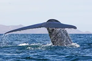 Musculus: Blue Whale - tail