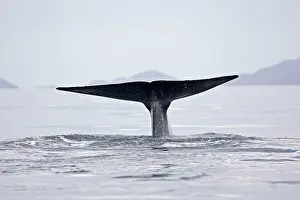 Musculus: Blue Whale - tail