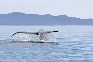 Musculus: Blue Whale - tail