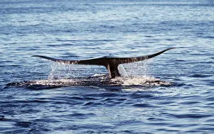 Fluke: BLUE WHALE - tail