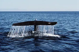 Fluke: BLUE WHALE - tail