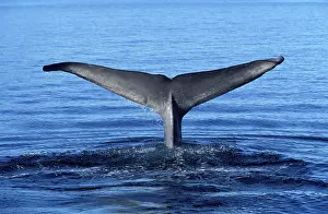 Fluke: Blue whale - tail flukes